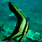 Juvenile Batfish